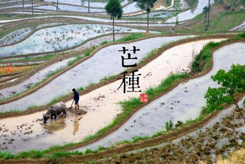 2019芒种节气怎么发朋友圈 今天是二十四节气芒种的朋友圈说说