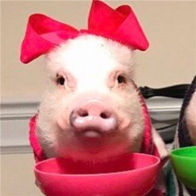 2020猪猪情侣头像一男一女 最火小粉猪情侣头像一人一张