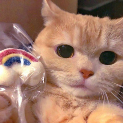 最新微信猫咪头像搞怪可爱 小猫猫可爱头像合集
