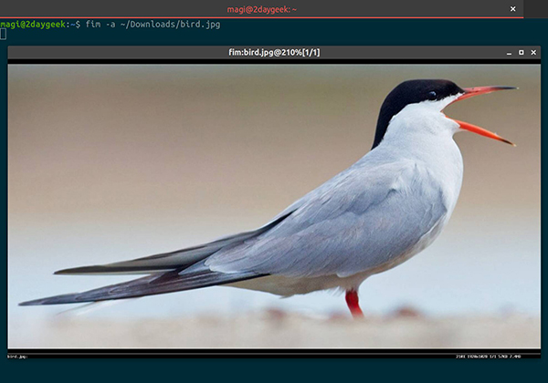 如何在 Linux 终端查看图像