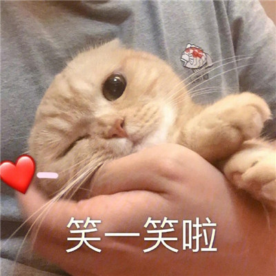 炒鸡甜的猫咪撒娇表情包合集 很撩人的撒娇表情合集