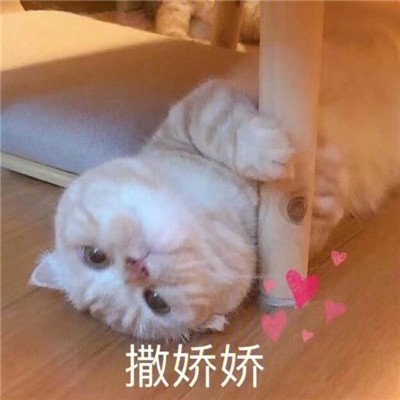 炒鸡甜的猫咪撒娇表情包合集 很撩人的撒娇表情合集