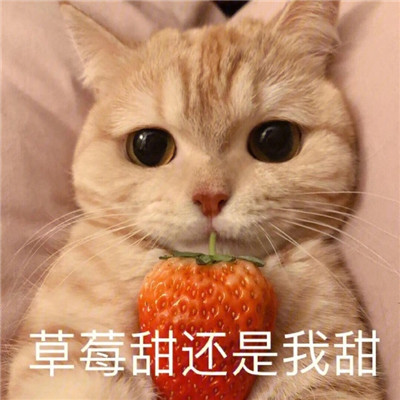 炒鸡甜的猫咪撒娇表情包合集 很撩人的撒娇表情合集