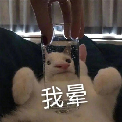 新版超级酷的可爱猫猫表情包 高清无水印的可爱猫咪表情大全2021最新