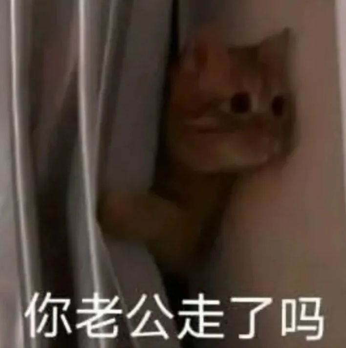 你老公走了吗猫猫表情包 你老婆走了吗猫咪表情包