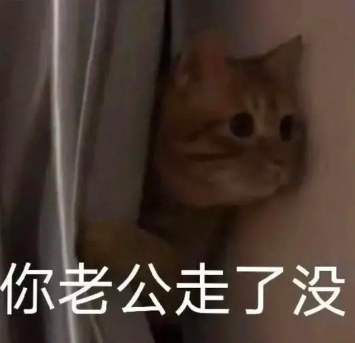 你老公走了吗猫猫表情包 你老婆走了吗猫咪表情包