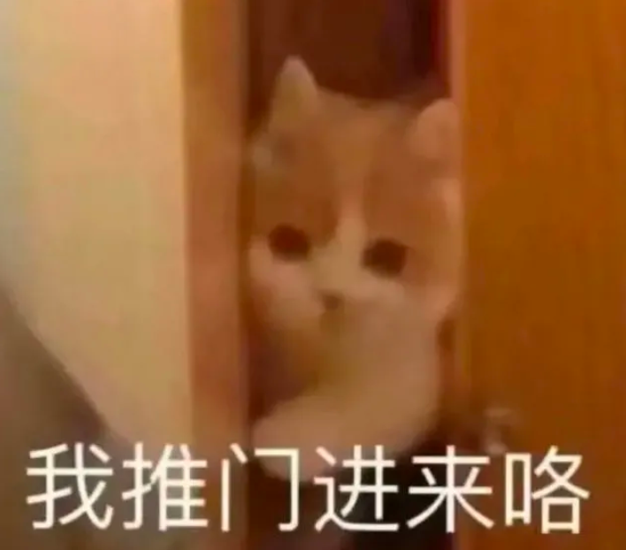 你老公走了吗猫猫表情包 你老婆走了吗猫咪表情包