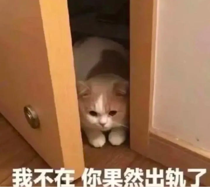 你老公走了吗猫猫表情包 你老婆走了吗猫咪表情包