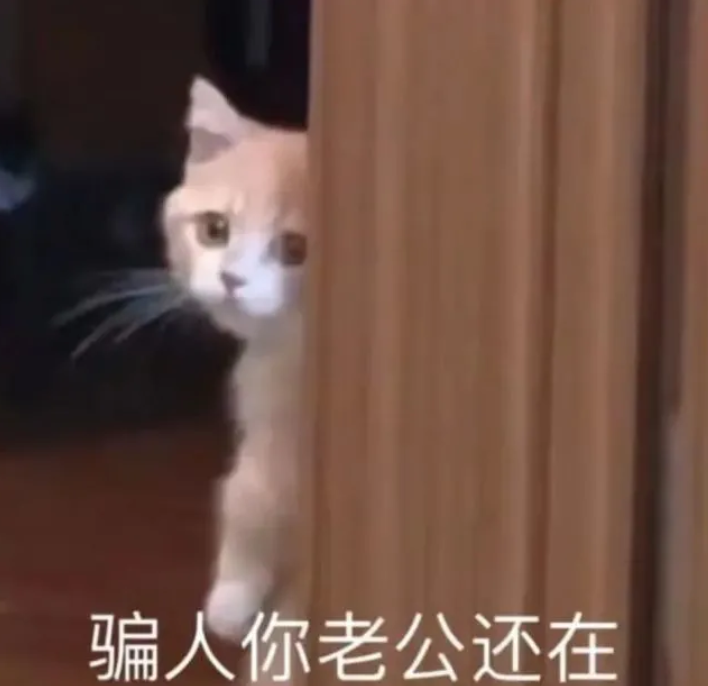 你老公走了吗猫猫表情包 你老婆走了吗猫咪表情包