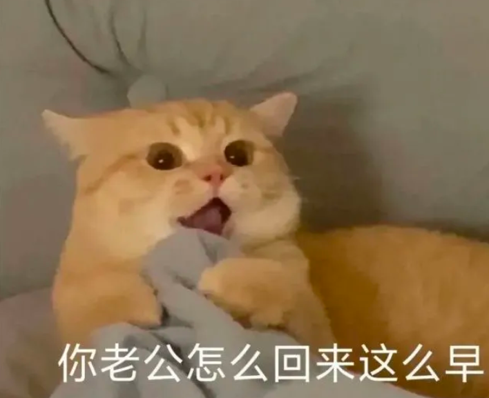 你老公走了吗猫猫表情包 你老婆走了吗猫咪表情包