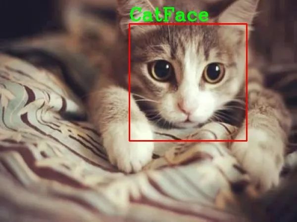 Python实战之OpenCV实现猫脸检测
