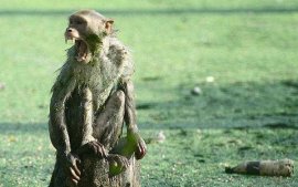 印度婴儿遭野猴扔进水箱死亡 具体怎么回事？