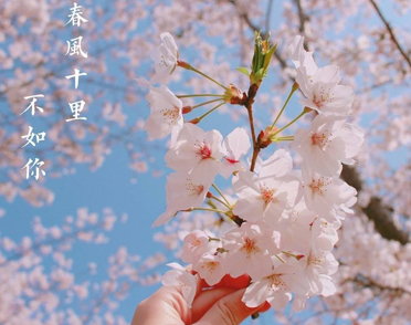 2022春季赏樱花的唯美句子 樱花盛开的好听语录