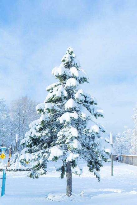 北海道大学雪景雪景手机壁纸图片唯美 藏不住的喜欢理直气壮就好