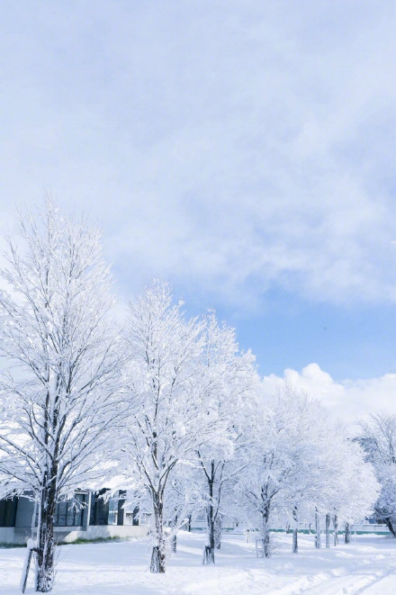 北海道大学雪景雪景手机壁纸图片唯美 藏不住的喜欢理直气壮就好