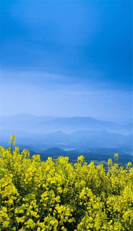 油菜花唯美高清壁纸 蓝天白云油菜花手机壁纸