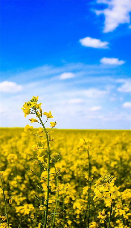 油菜花唯美高清壁纸 蓝天白云油菜花手机壁纸