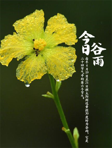 二十四节气谷雨图片带字 2020谷雨风景图片唯美好看