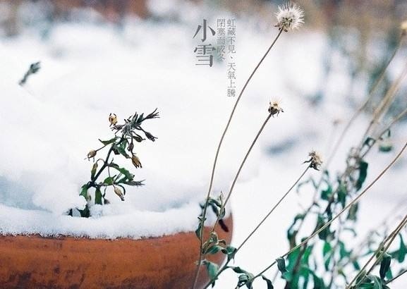 2020有关小雪的图片唯美带字 最新小雪节气图片唯美大全