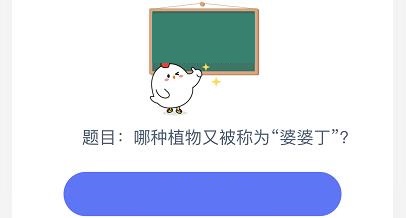 下列哪种植物又被称为黄花地丁婆婆丁 小鸡宝宝考考你今天答案