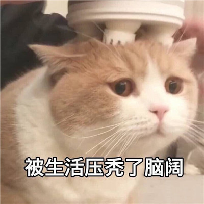 猫咪最可爱的搞笑又带有猥琐的表情包 失去一个人最快的方式就是靠得太近