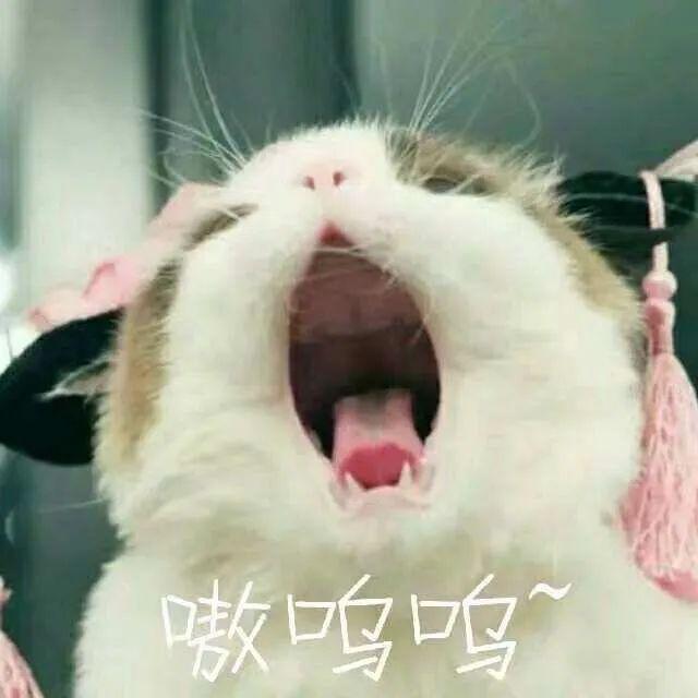 猫猫能有什么坏心眼呢？猫猫能有什么坏心眼呢表情包