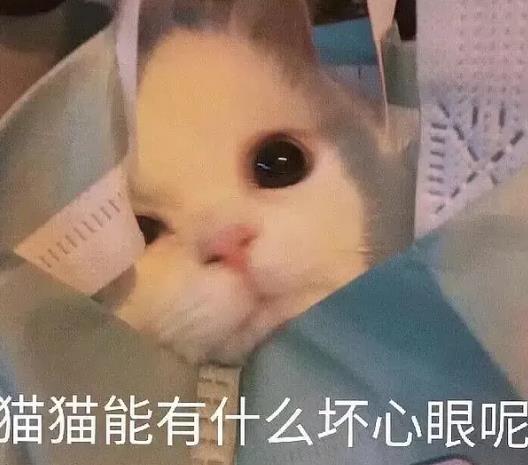 猫猫能有什么坏心眼呢？猫猫能有什么坏心眼呢表情包