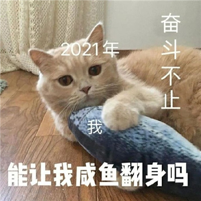 超萌新年猫咪拜年表情包 2021坏运统统走开