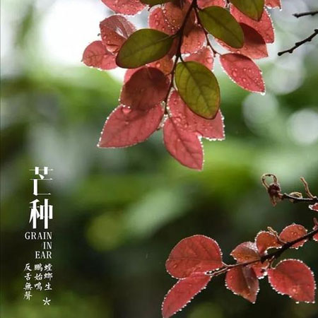 芒种节气唯美带字空间配图素材2021 芒种超级好看的素材大全